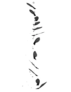 Formas siluetas de semilla alada desde diferentes ángulos, a medida que gira.