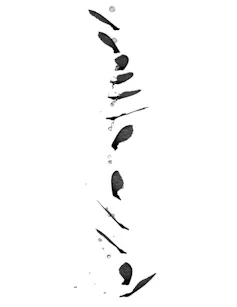 Silhouetted shapes of a winged seed pod from different angles, as it spins.
