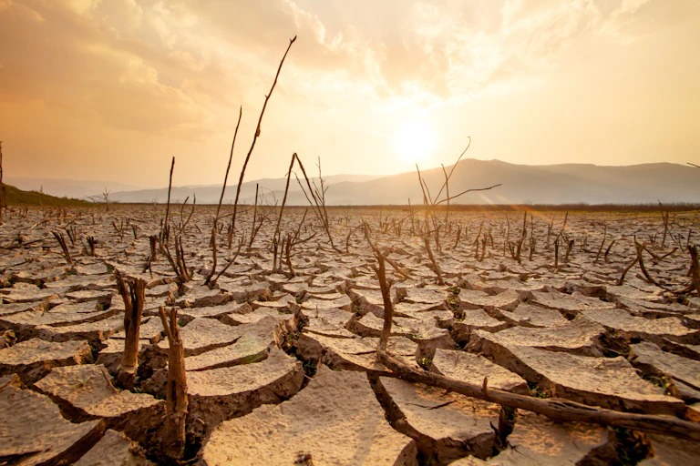 Dead trees on dry cracked earth
