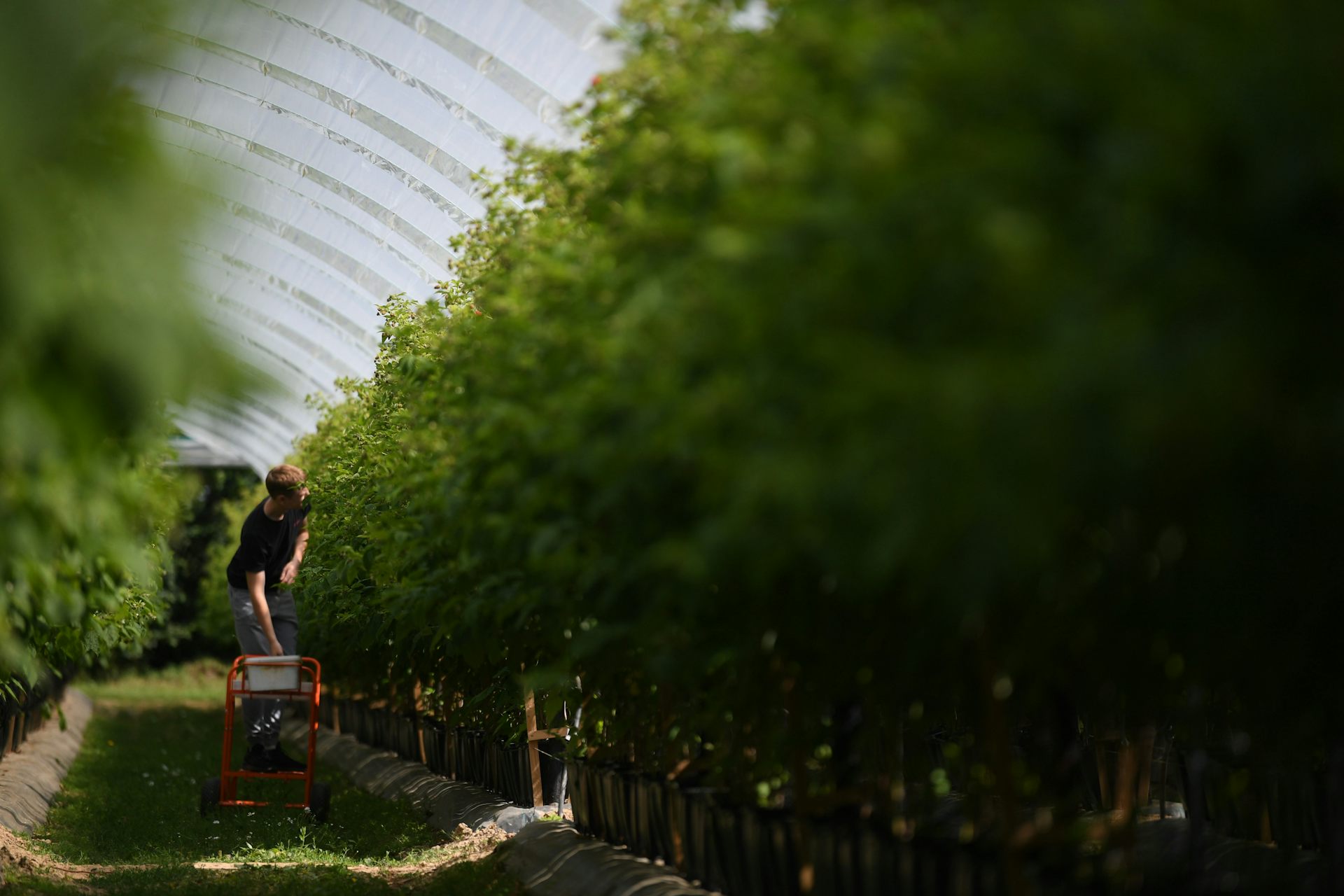 A worker picking fruit in a greenhouse.