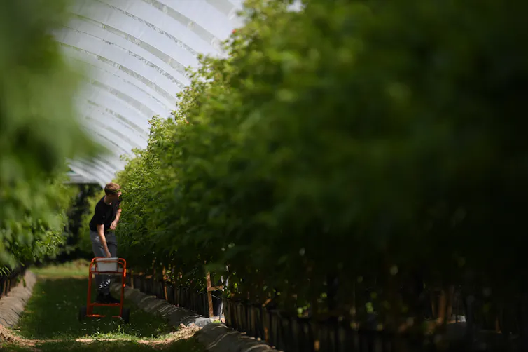 A worker picking fruit in a greenhouse.