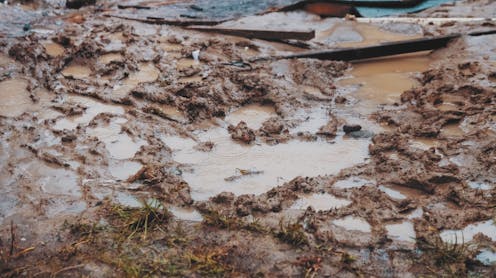 There’s an outbreak of melioidosis in north Queensland. Here’s what to know about this deadly ‘mud bug’