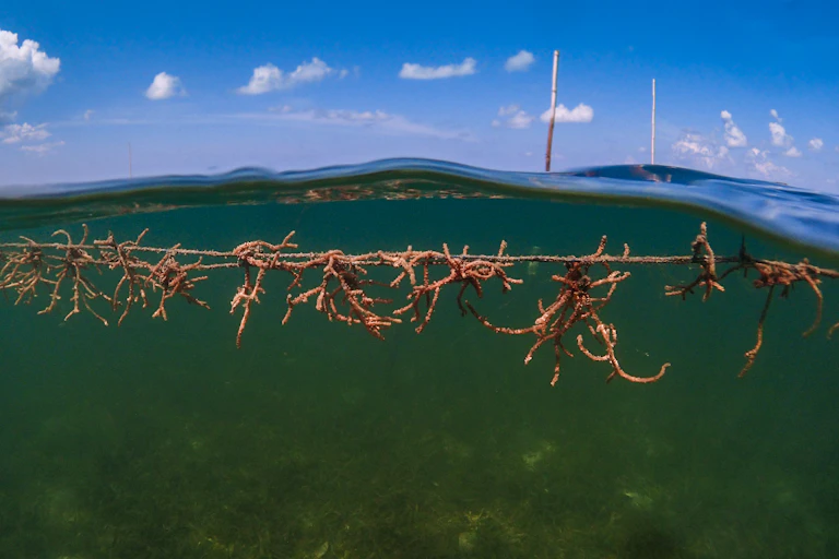 Seaweed on rope floating near the surface of the water