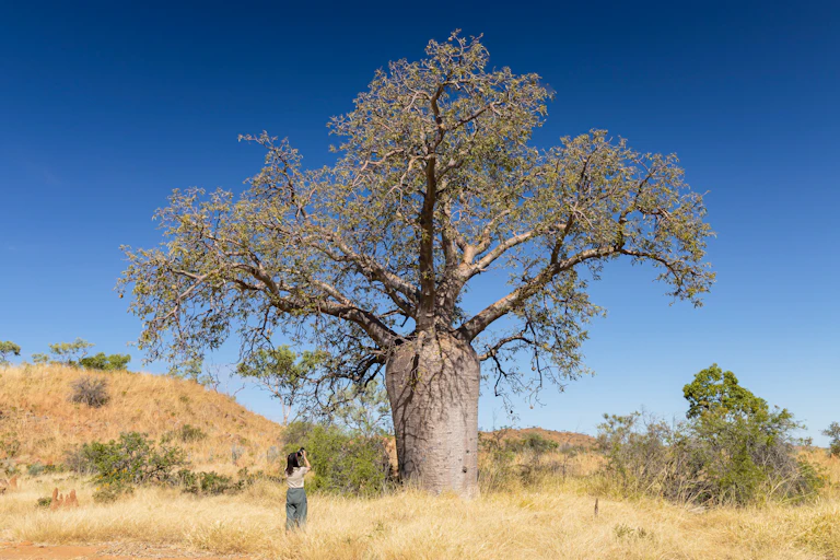 a woman photographs a boab tree