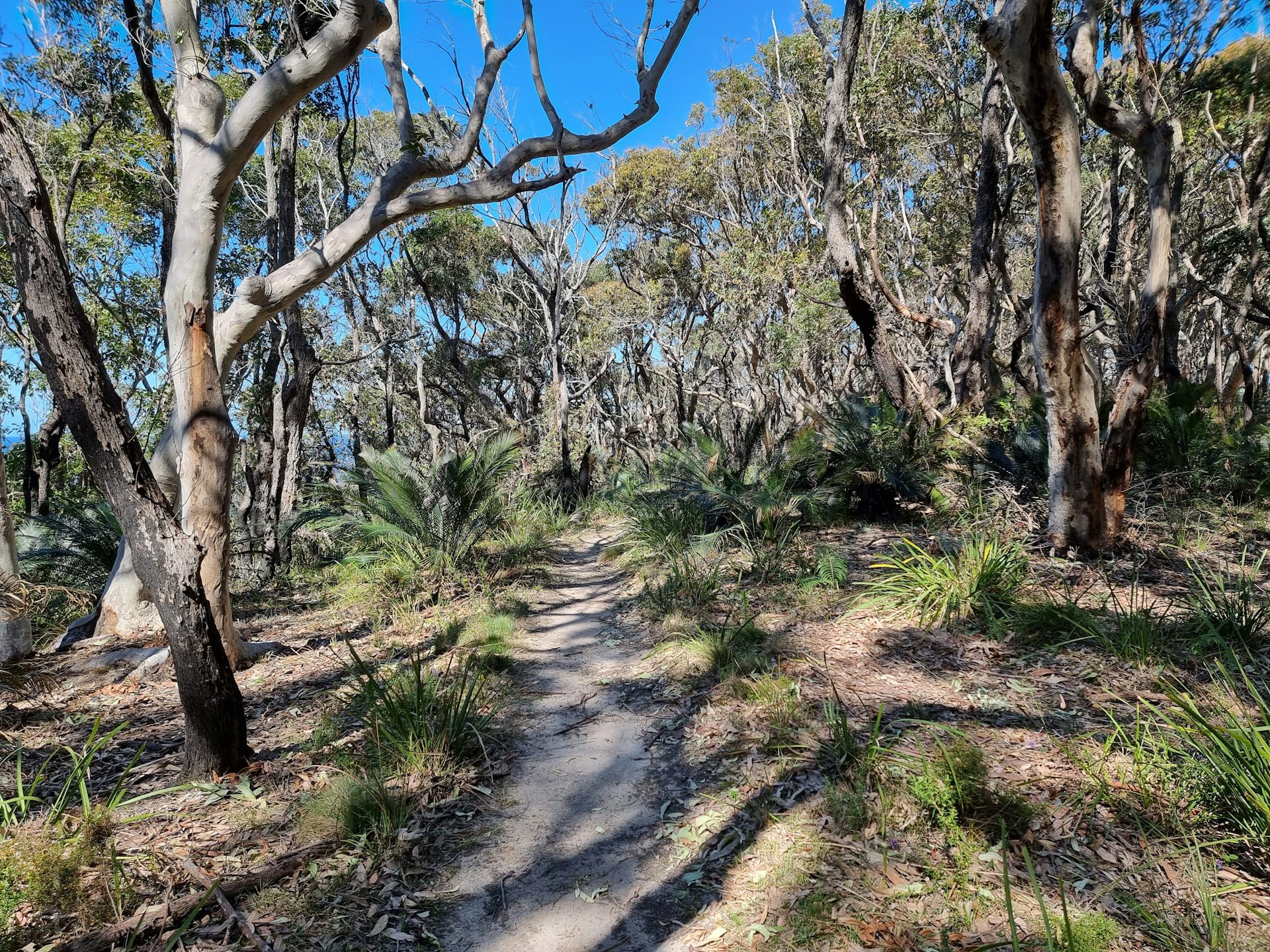 Walking track surrounded by Spotted Gum Trees with Burrawang Cycad Understory.