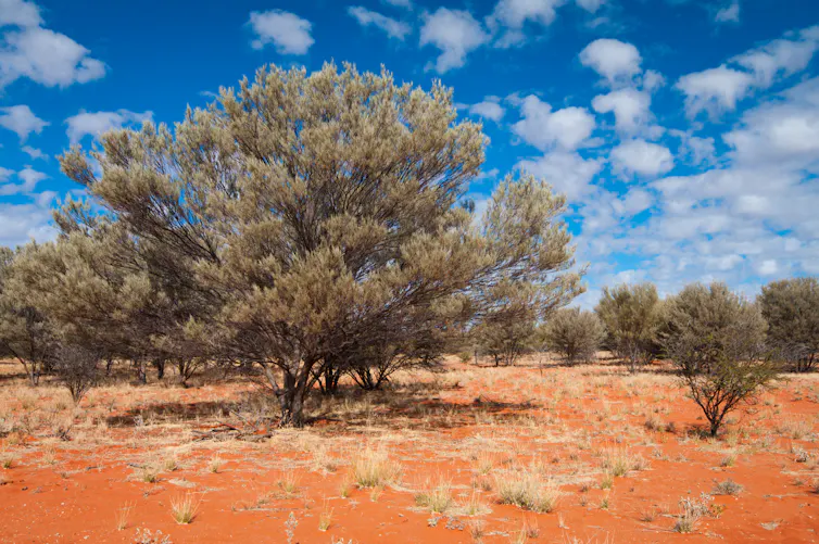 Mulga (Acacia aneura) tree in outback Australia.