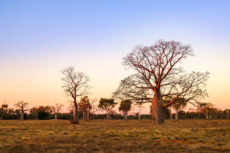 Boab (aka baobab tree) trees at sunset in the Kimberley town of Derby, Western Australia.
