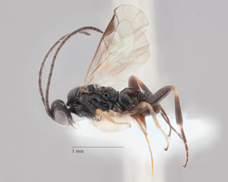 Close-up photograph of new species of wasp