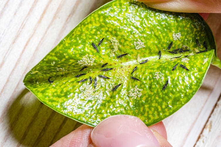 A green leaf dotted with small black bugs in held in a person's hand