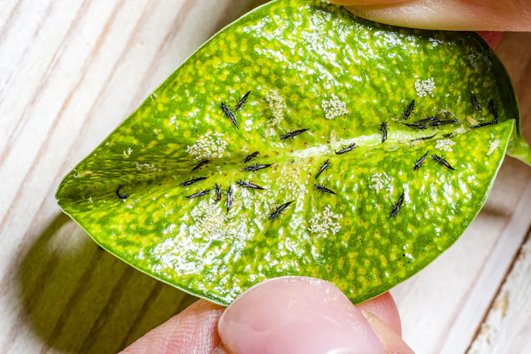 A green leaf dotted with small black bugs in held in a person's hand