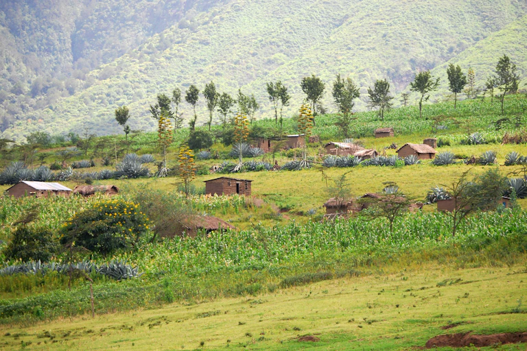 A green mountain in the background with a line of eucalyptus trees in the foreground, and a plot of maize, as well as some small houses and huts