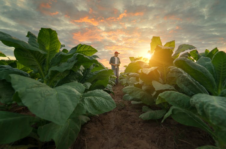 Man walking down rows of tobacco plants