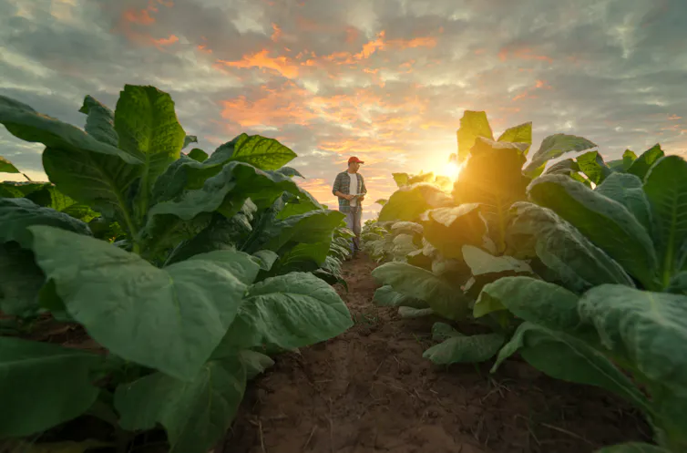 Man walking down rows of tobacco plants