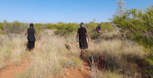 Scientists worked with Warlpiri to track down bilby poo – and uncover clues to help conserve these iconic animals