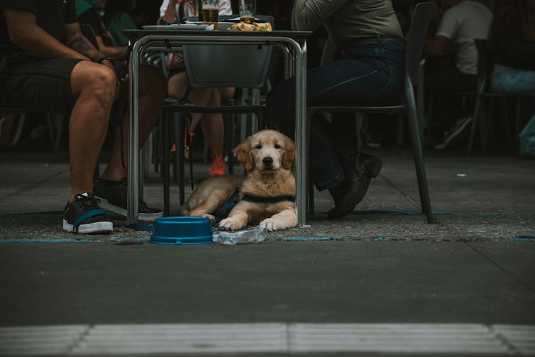 Dog sitting under table between the legs of two people, a dog bowl to the side