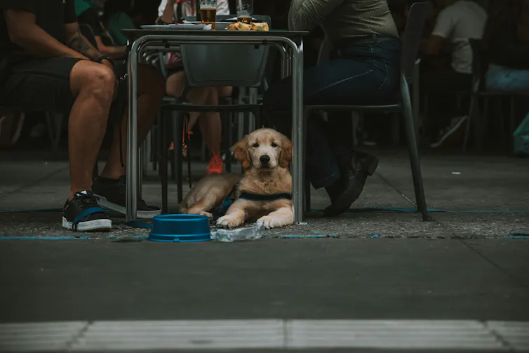 Dog sitting under table between the legs of two people, a dog bowl to the side
