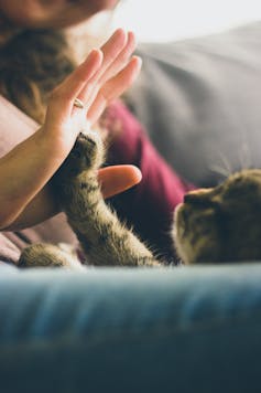 The cat presses the pan against a person's palm
