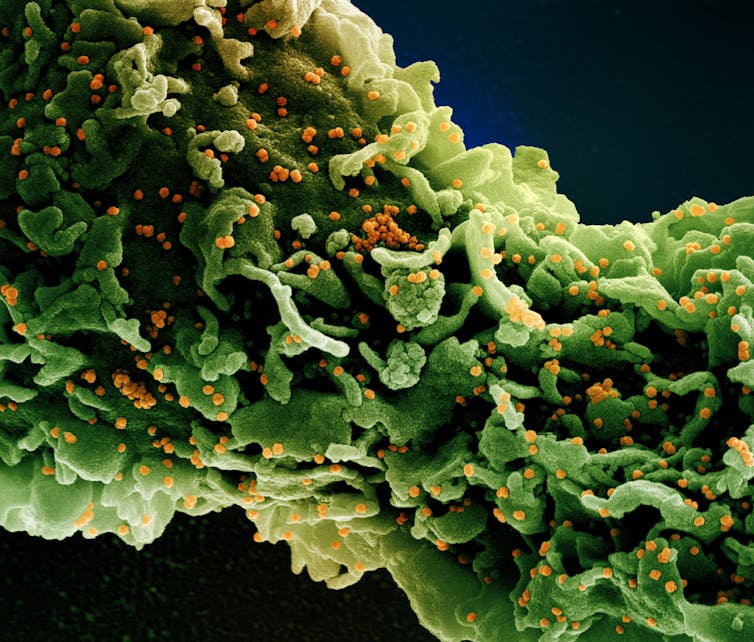 A strand of green with an irregular, creviced surface, speckled with orange dots