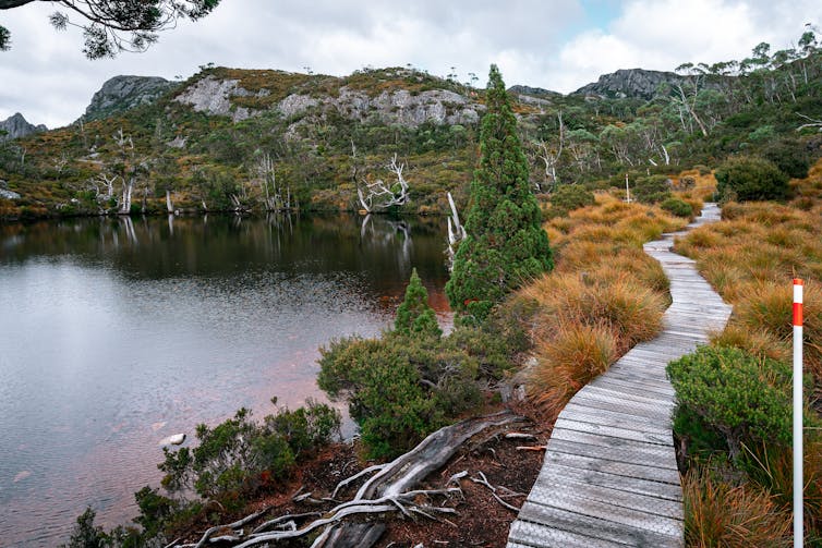 Boardwalk through wild grasses, next to a lake and with rocky mountains in the distance on the Overland Track, Tasmania.