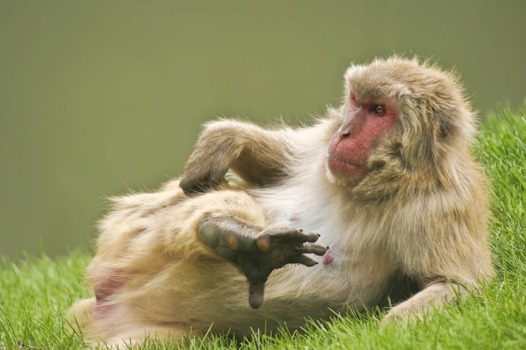 Monkey laying down and scratching its leg