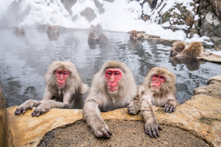 Group of monkeys relaxing in thermal springs
