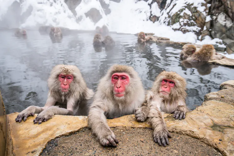 Group of monkeys relaxing in thermal springs
