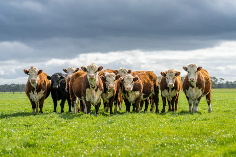 Cows in field look at camera