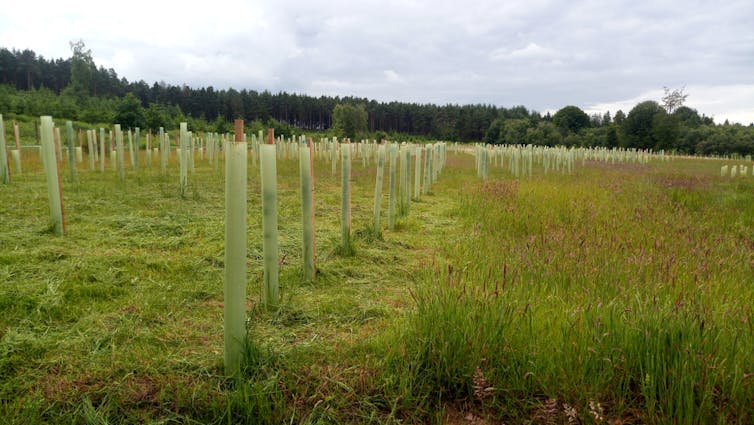 Tree plantation