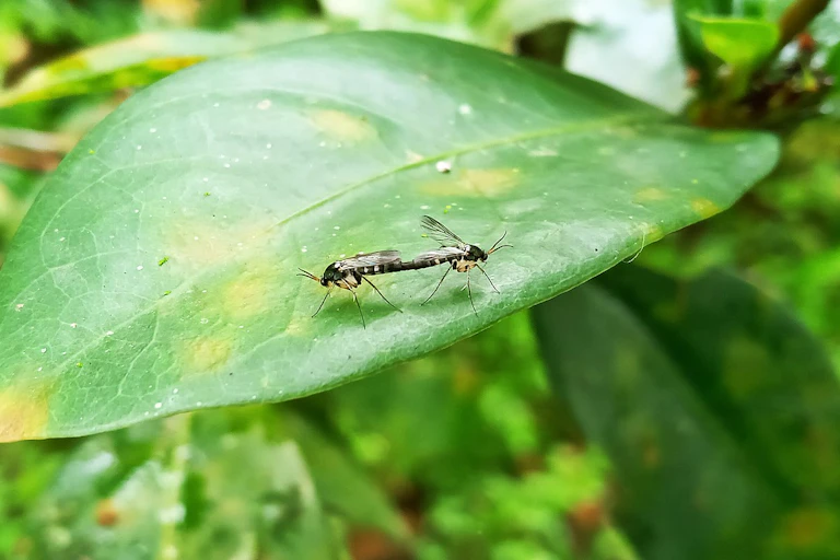 Dois mosquitos se acasalando, virados em direções opostas com seus abdomens conectados, em uma folha.