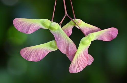 Maple seeds’ unique spinning motion allows them to travel far even in the rain, a new study shows