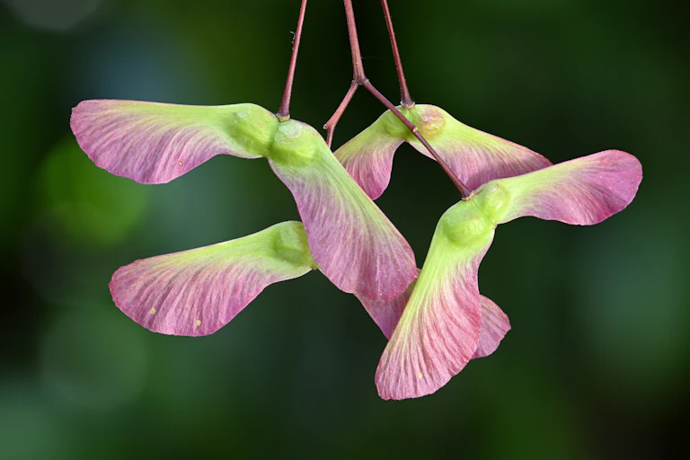 Four samara seeds, with little pods and long wings.