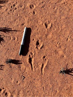 Bilby tracks North Tanami (pen for scale).