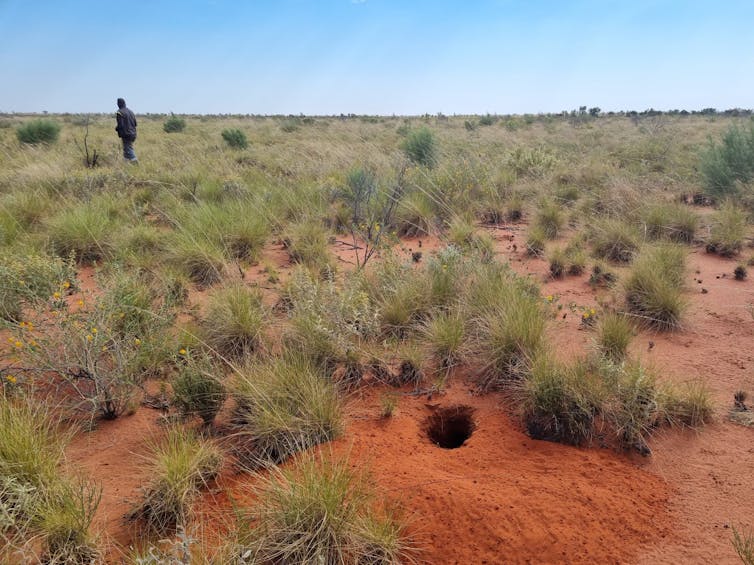 A bilby burrow is seen in the desert.