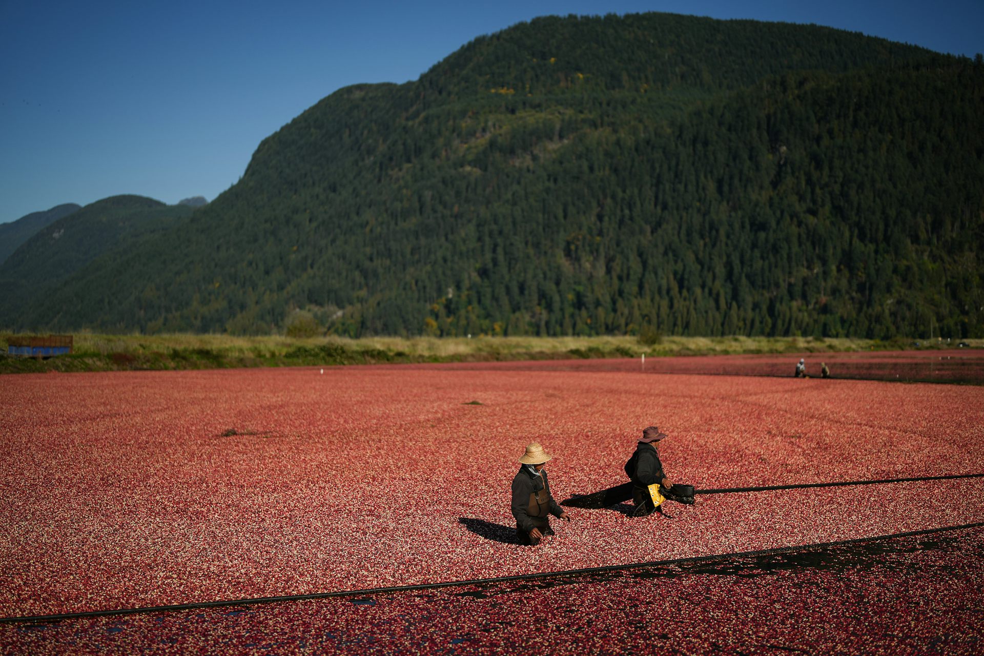 Dos personas en una gran piscina de agua llena de arándano. Las montañas verdes y el cielo azul están en el fondo