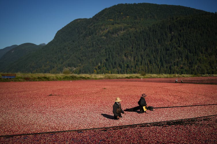 Dos personas en una gran piscina de agua llena de arándano. Las montañas verdes y el cielo azul están en el fondo
