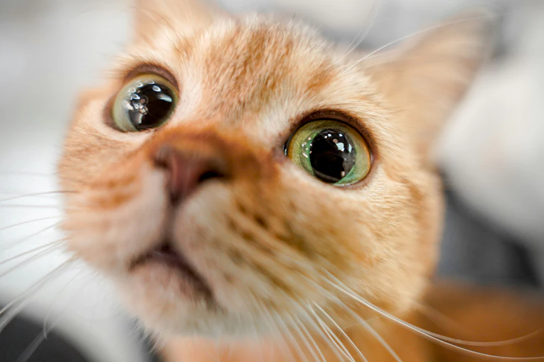 Close-up of a ginger cat with green eyes.