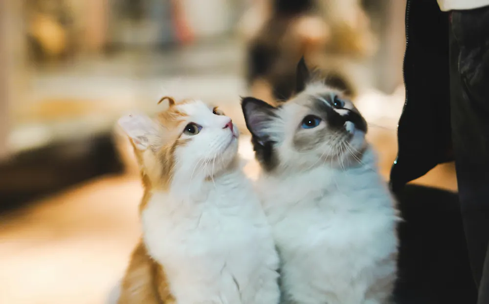 Cat Defends Friend Do cats have ‘friends’, or do they always vie for territory? Animal ...