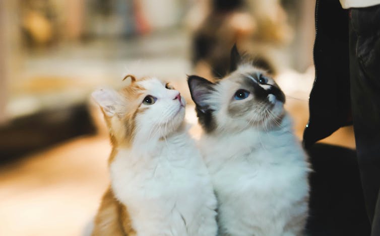 Two fluffy cats sitting together and looking at something off camera.