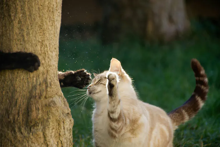A cat outdoors swiping at another cat just out of view behind a tree.