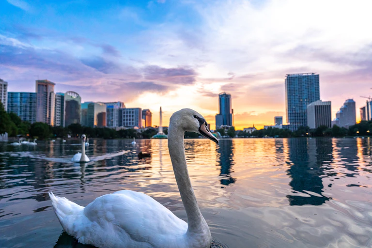 Swans swimming against cityscape