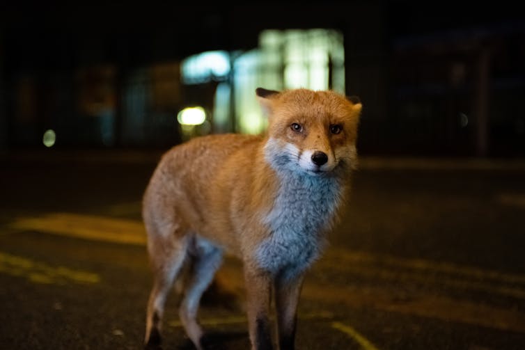 Red fox looks into the camera standing on a city street.