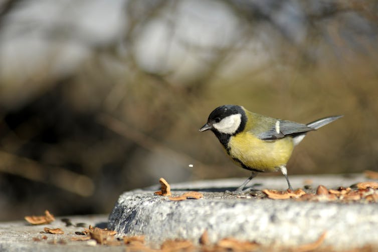 Great tit in city park