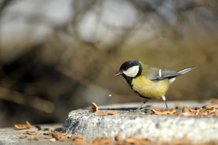 Great tit in city park