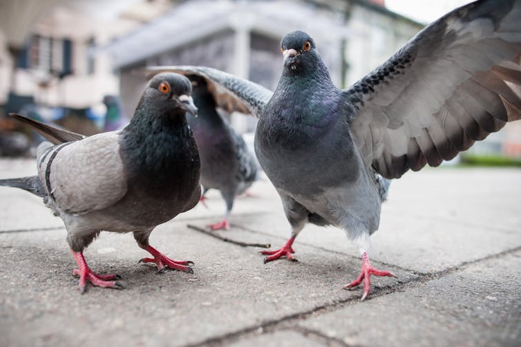 Pigeons on street