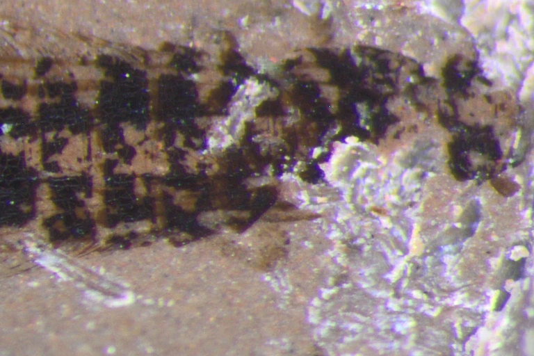 A fossilised insect with a long thorax