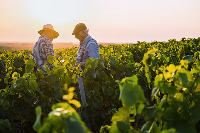 Deux viticulteurs regardent leur tablette dans leur champ.