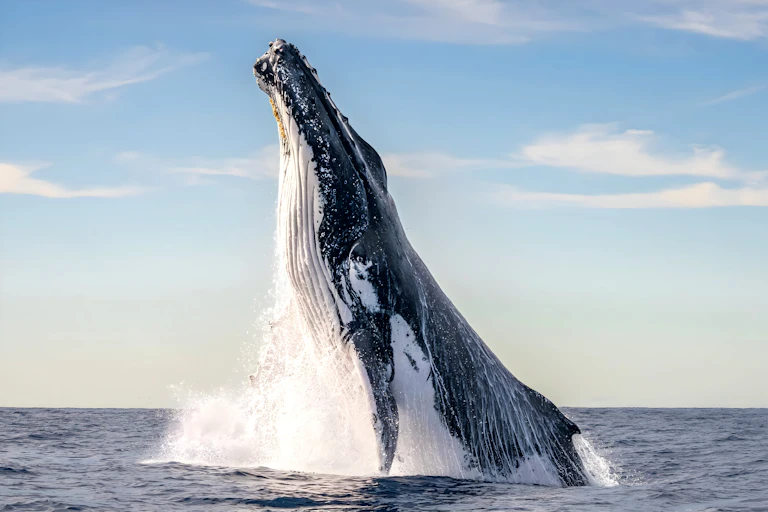 A barnacle-covered whale breaching from the ocean at sunrise.