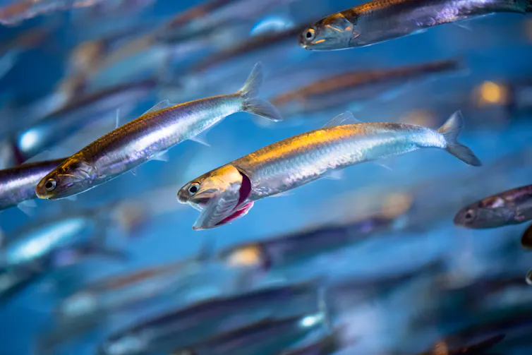 School of small, silver fish swimming in the water.