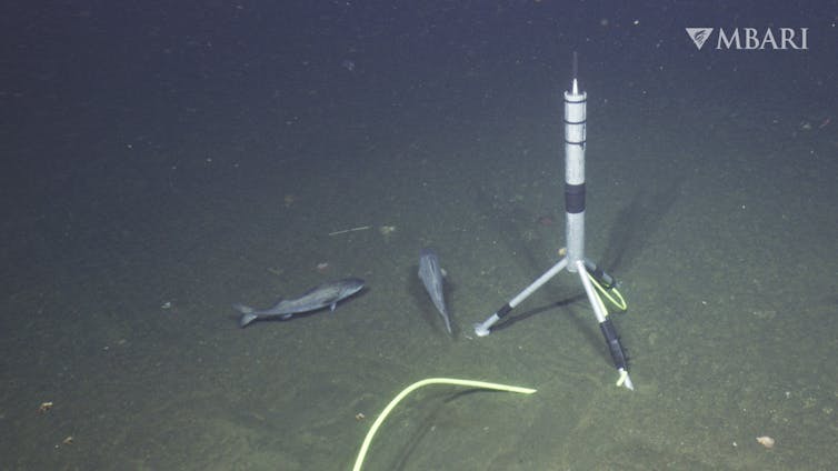 A small microphone on the seafloor, with two fish swimming around it.