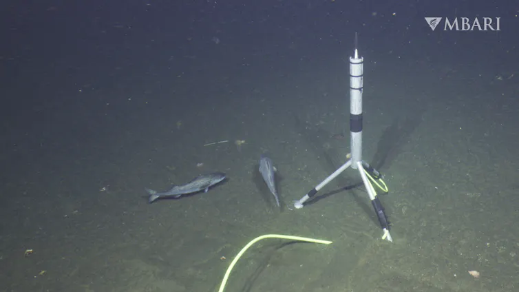 A small microphone on the seafloor, with two fish swimming around it.